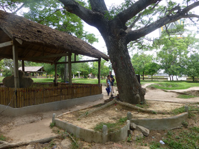 cambo1716.jpg