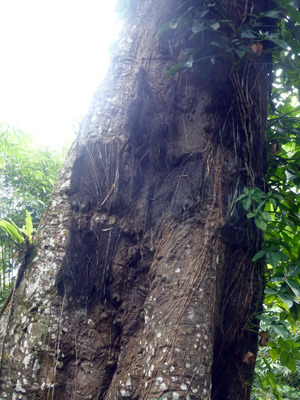 toraja0722.jpg